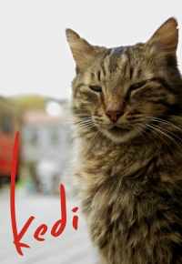 Kedi