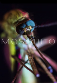 Mosquito